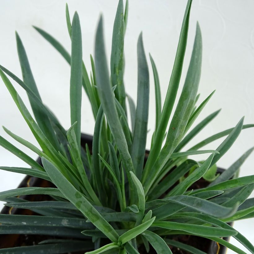 Dianthus plumarius Scent First Coral Reef - Garofano strisciante (Fogliame)