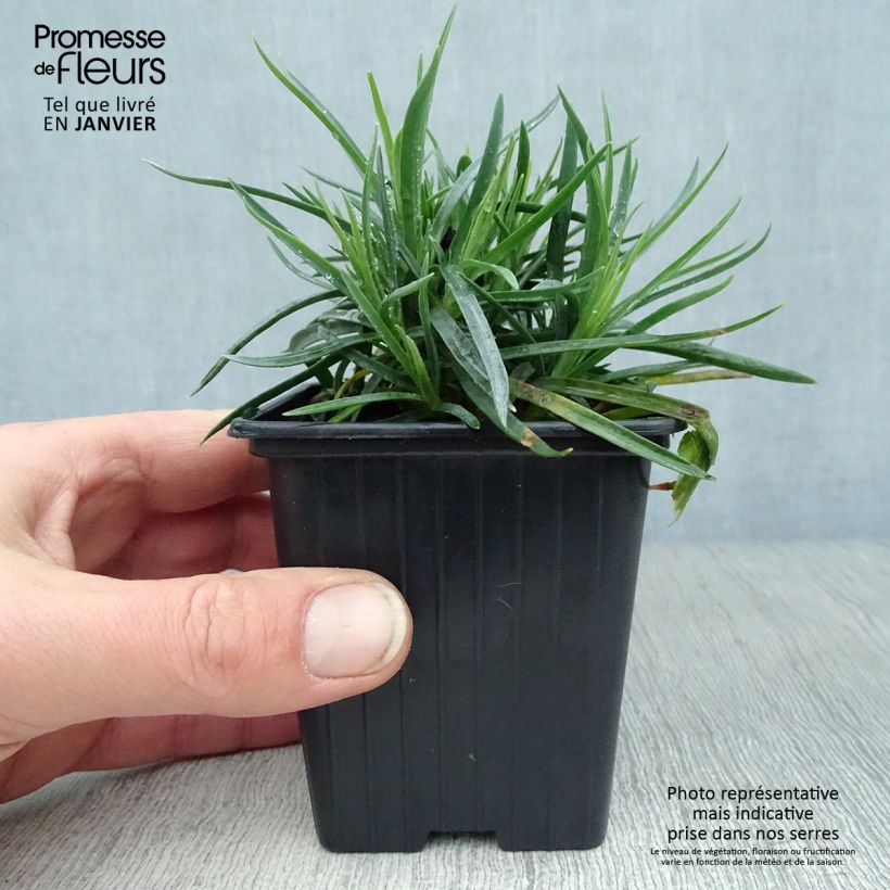 Dianthus plumarius Scent First Coral Reef - Garofano strisciante Vasetto da 7/8 cm esemplare consegnato in inverno