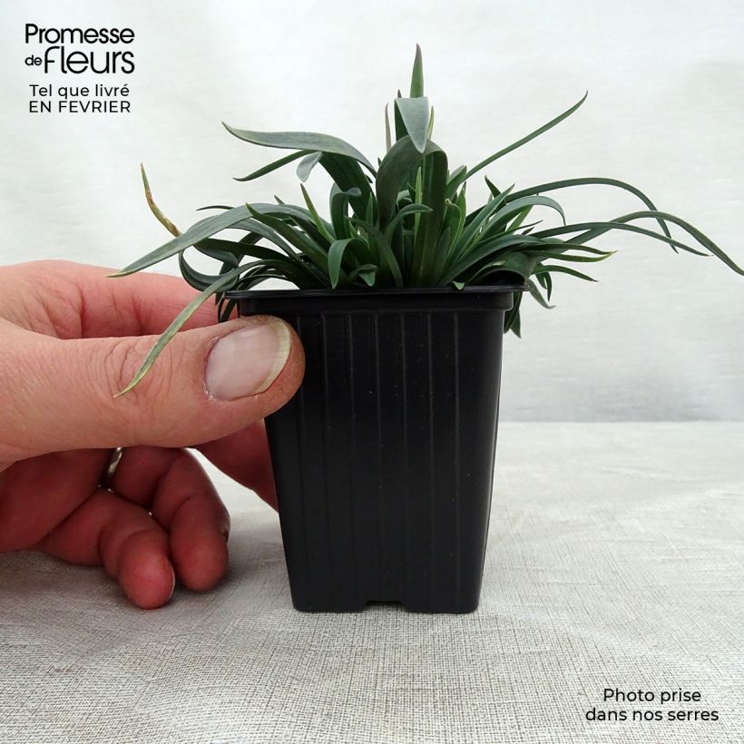 Dianthus plumarius Scent First Sugar Plum - Garofano strisciante Vasetto da 7/8 cm esemplare consegnato in inverno