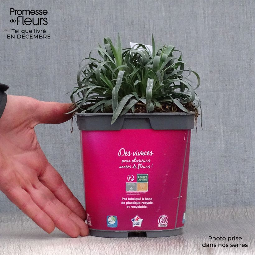 Dianthus plumarius Scent First Sugar Plum - Garofano strisciante Vaso da 2L/3L esemplare consegnato in inverno