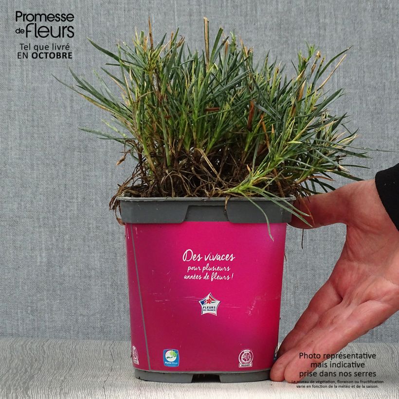 Esemplare di Dianthus plumarius Scent First Tickled Pink - Garofano strisciante Vaso da 2L/3L come consegnato in autunno
