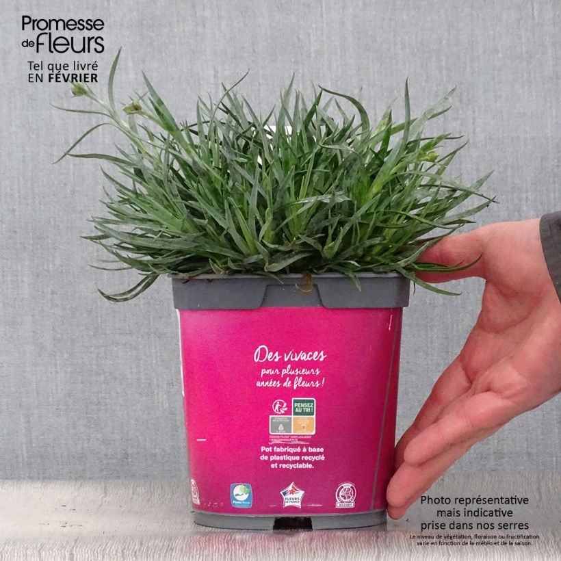 Dianthus plumarius Scent First Tickled Pink - Garofano strisciante Vaso da 2L/3L esemplare consegnato in inverno