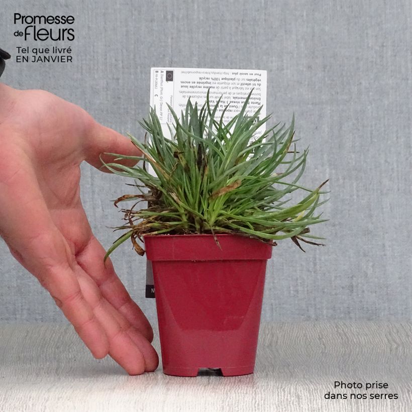 Dianthus plumarius Scent First Tickled Pink - Garofano strisciante Vasetto da 7/8 cm esemplare consegnato in inverno