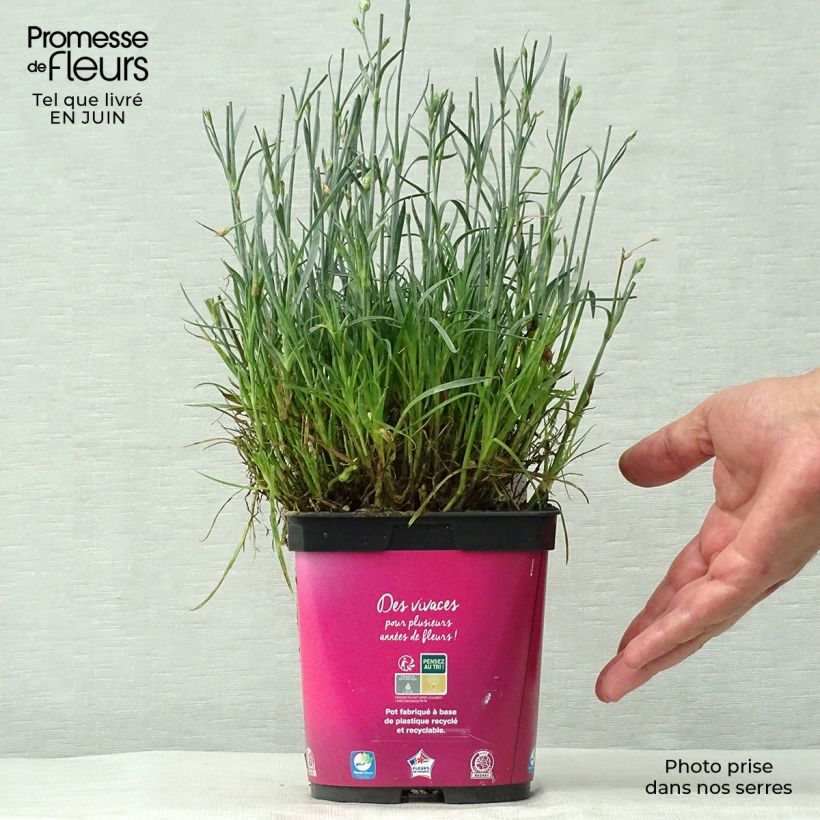 Esemplare di Dianthus plumarius Scent First Tickled Pink - Garofano strisciante Vaso da 2L/3L consegnato in estate