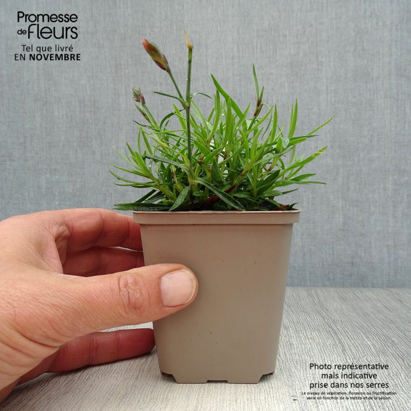 Esemplare di Dianthus Vivid Bright Light - Garofano Vasetto da 8/9 cm come consegnato in autunno