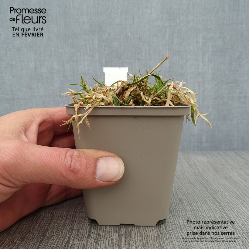 Dianthus Vivid Bright Light - Garofano Vasetto da 8/9 cm esemplare consegnato in inverno