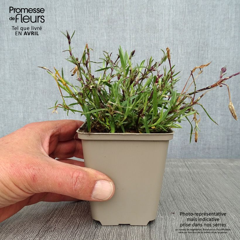 Dianthus Vivid Bright Light - Garofano Vasetto da 8/9 cm esemplare consegnato in primavera