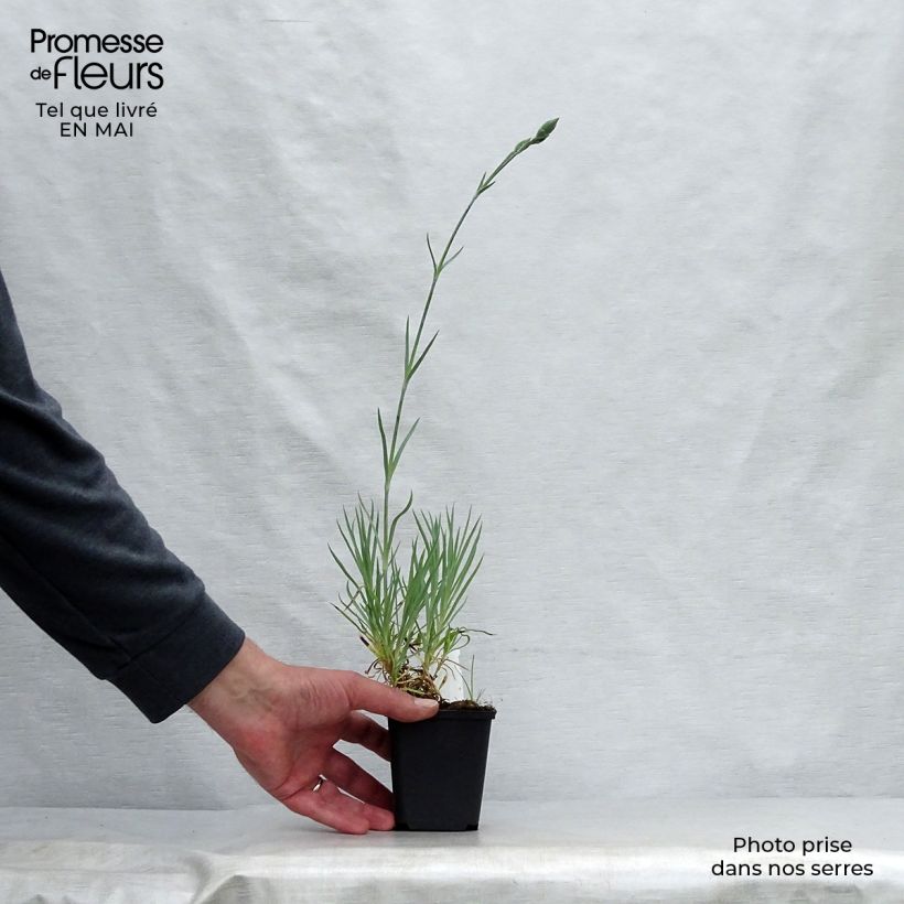 Dianthus allwoodii Alice - Garofano Vasetto da 8/9 cm esemplare consegnato in primavera