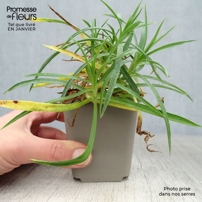 Dianthus allwoodii Alice - Garofano Vasetto da 8/9 cm esemplare consegnato in inverno