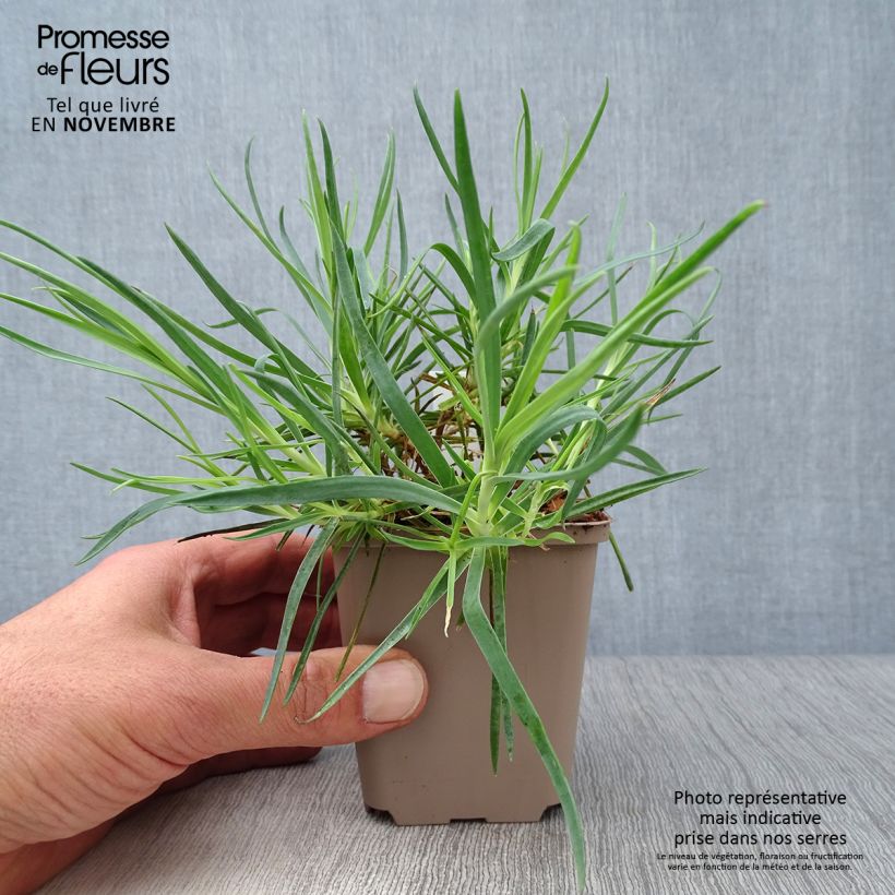 Esemplare di Dianthus alwoodii Romeo - Garofano Vasetto da 8/9 cm come consegnato in autunno