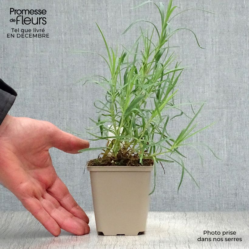 Dianthus alwoodii Romeo - Garofano Vasetto da 8/9 cm esemplare consegnato in inverno