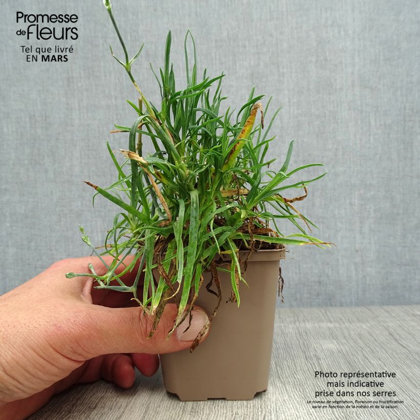 Dianthus alwoodii Romeo - Garofano Vasetto da 8/9 cm esemplare consegnato in primavera