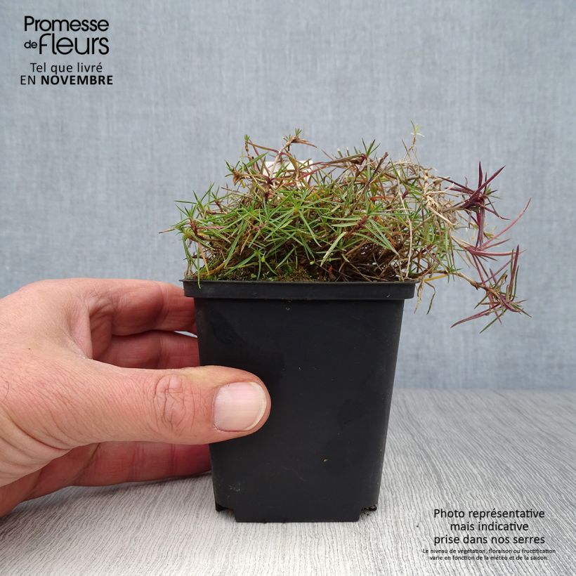 Esemplare di Dianthus arenarius - Garofano delle sabbie Vasetto da 8/9 cm come consegnato in autunno