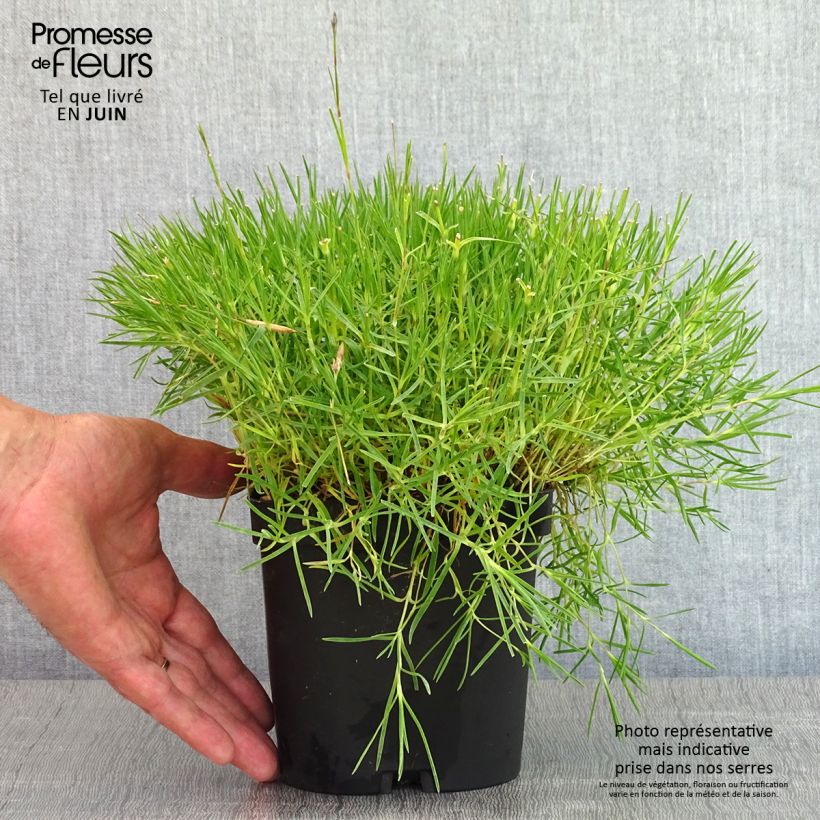 Dianthus arenarius - Garofano delle sabbie Vaso da 2L/3L esemplare consegnato in primavera