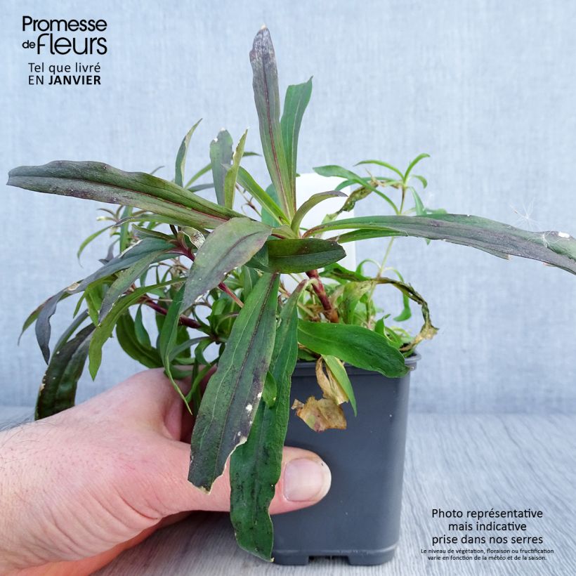 Dianthus barbatus Oeschberg - Garofano dei poeti Vasetto da 8/9 cm esemplare consegnato in inverno