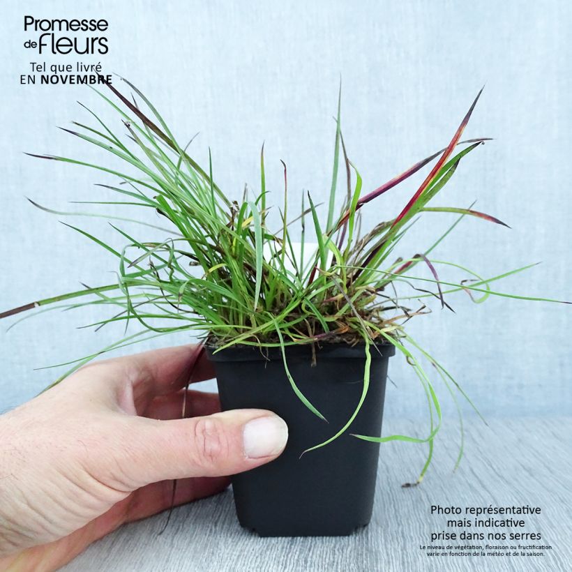 Esemplare di Dianthus carthusianorum - Garofanino dei Certosini Vasetto da 8/9 cm come consegnato in autunno
