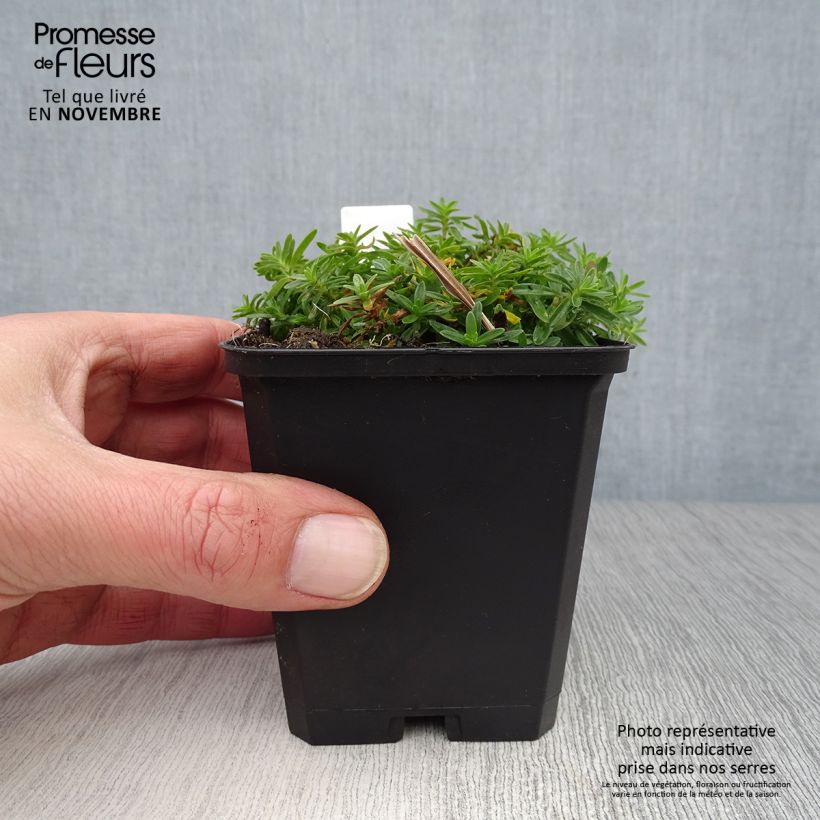 Esemplare di Dianthus deltoides Albiflorus - Garofanino minore Vasetto da 8/9 cm come consegnato in autunno