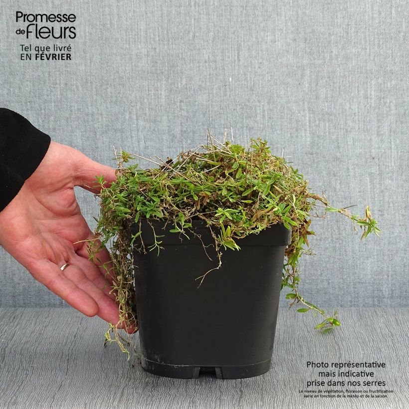 Dianthus deltoides Albiflorus - Garofanino minore Vaso da 2L/3L esemplare consegnato in inverno