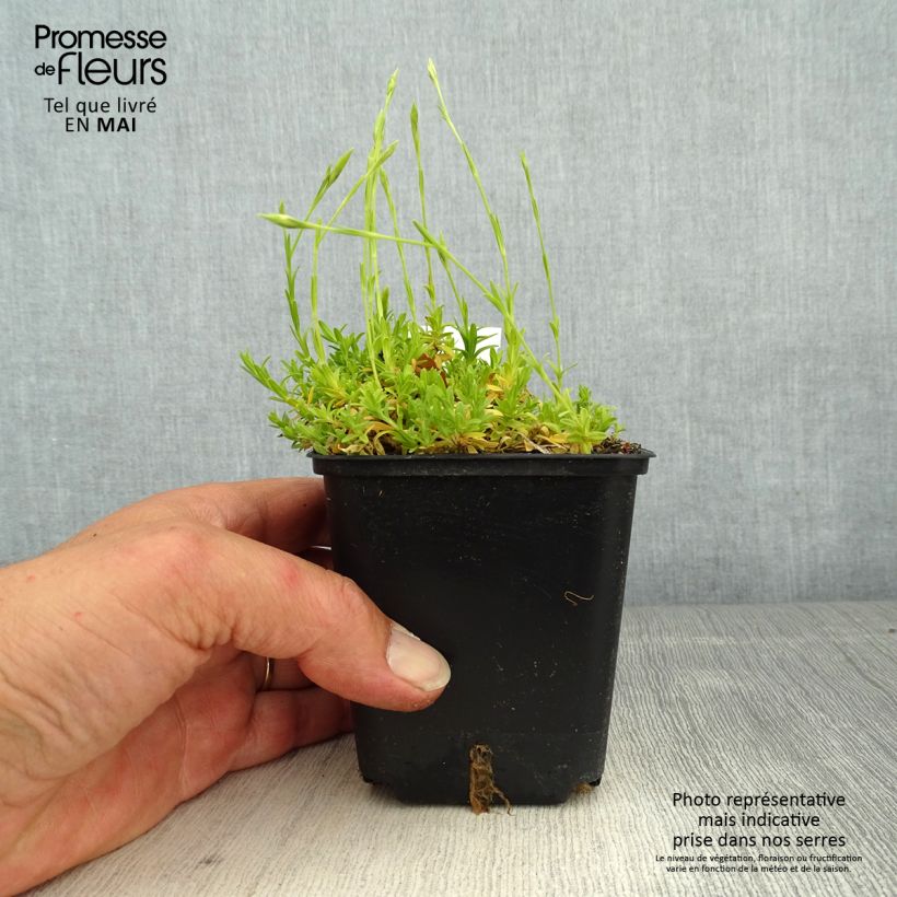 Dianthus deltoides Arctic Fire - Garofanino minore Vasetto da 8/9 cm esemplare consegnato in primavera