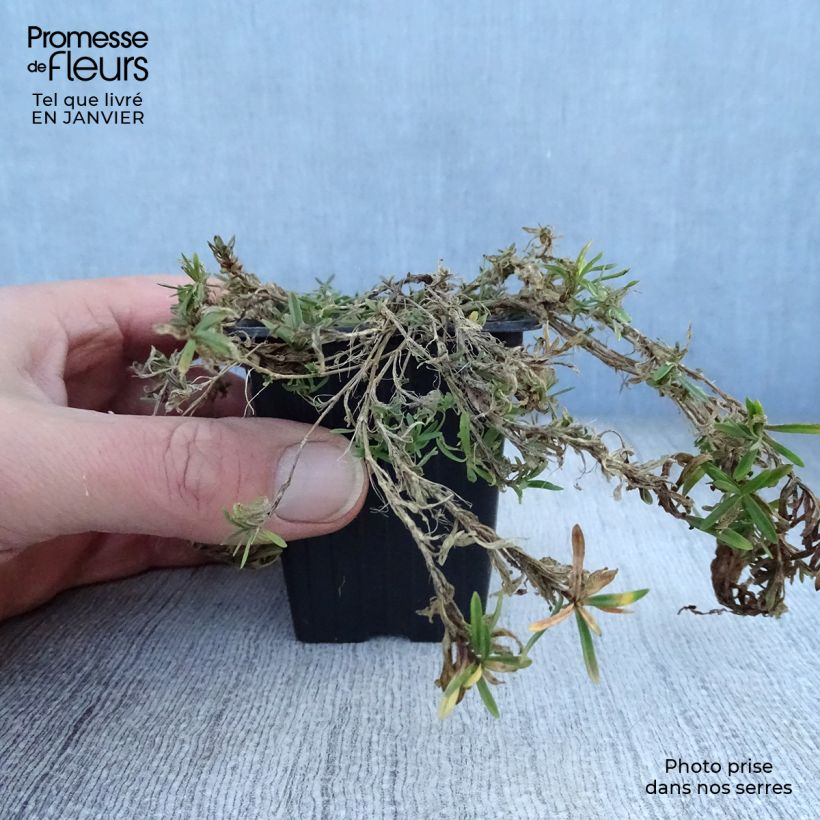 Dianthus deltoides Brillant - Garofanino minore Vasetto da 7/8 cm esemplare consegnato in inverno