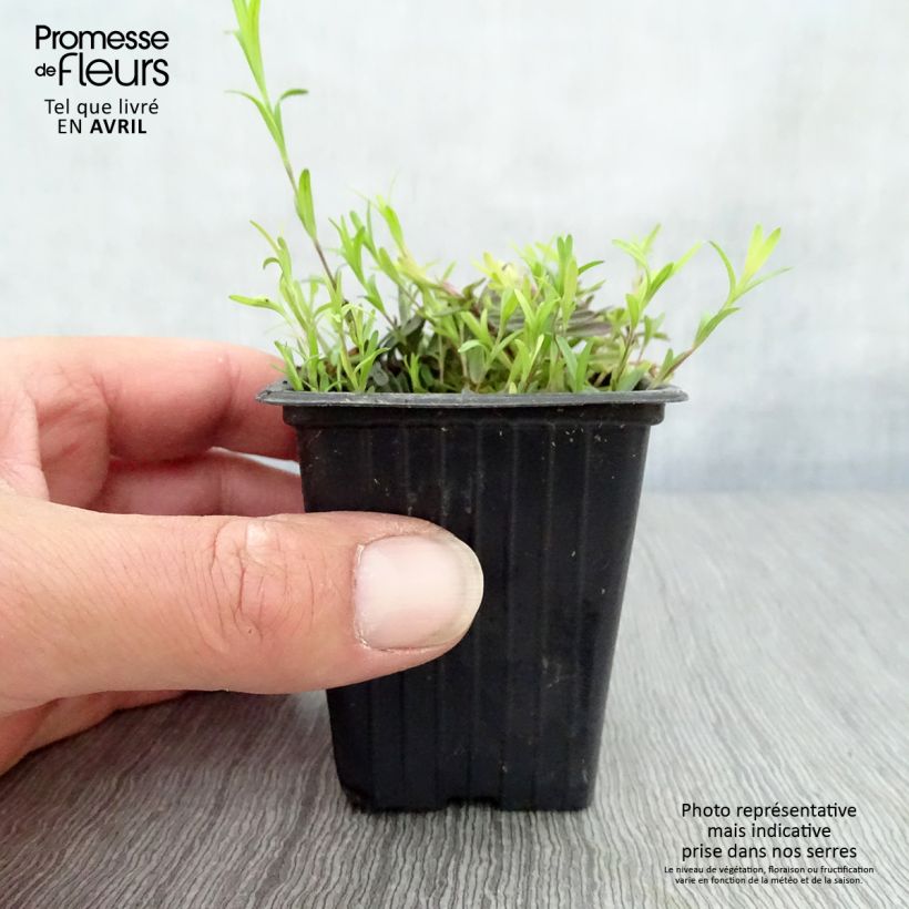 Dianthus deltoides Brillant - Garofanino minore Vasetto da 7/8 cm esemplare consegnato in primavera