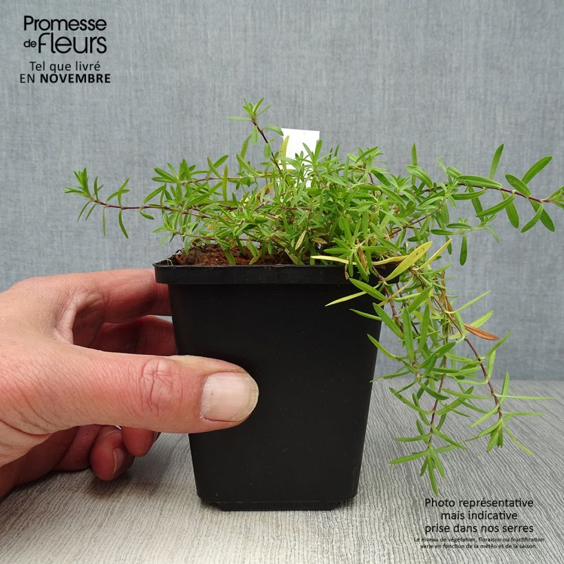 Esemplare di Dianthus deltoides Flashing Light - Garofanino minore Vasetto da 8/9 cm come consegnato in autunno