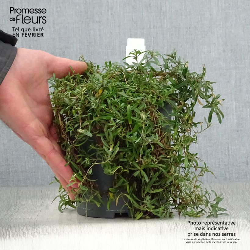 Dianthus deltoides Flashing Light - Garofanino minore Vaso da 2L/3L esemplare consegnato in inverno