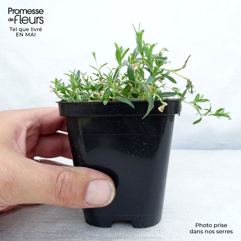 Dianthus deltoides Rosea - Garofanino minore Vasetto da 8/9 cm esemplare consegnato in primavera