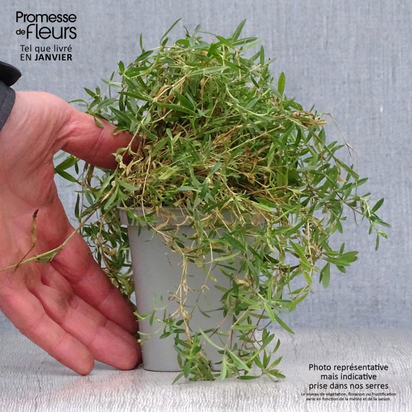 Dianthus deltoides Rosea - Garofanino minore Vasetto da 8/9 cm esemplare consegnato in inverno