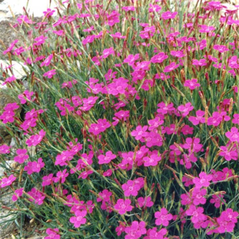Dianthus deltoides Rosea - Garofanino minore (Fioritura)