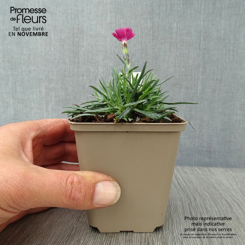 Esemplare di Dianthus gratianopolitanus Badenia - Garofano di Grenoble Vasetto da 8/9 cm come consegnato in autunno