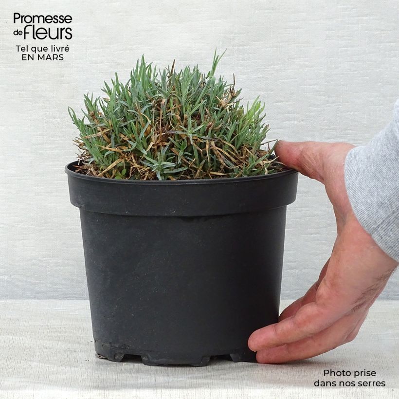 Dianthus gratianopolitanus Badenia - Garofano di Grenoble Vaso da 2L/3L esemplare consegnato in primavera