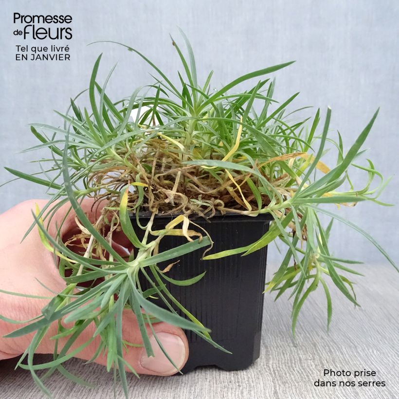 Dianthus gratianopolitanus Eydangeri - Garofano di Grenoble Vasetto da 8/9 cm esemplare consegnato in inverno