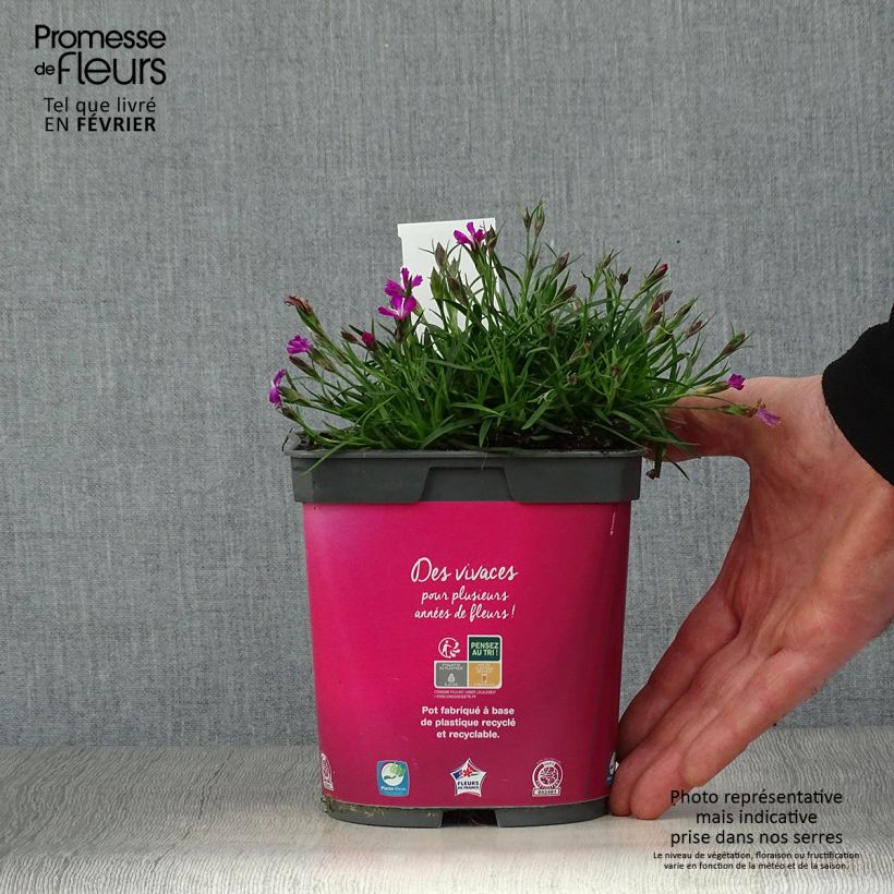 Dianthus gratianopolitanus Kahori - Garofano di Grenoble Vaso da 2L/3L esemplare consegnato in inverno