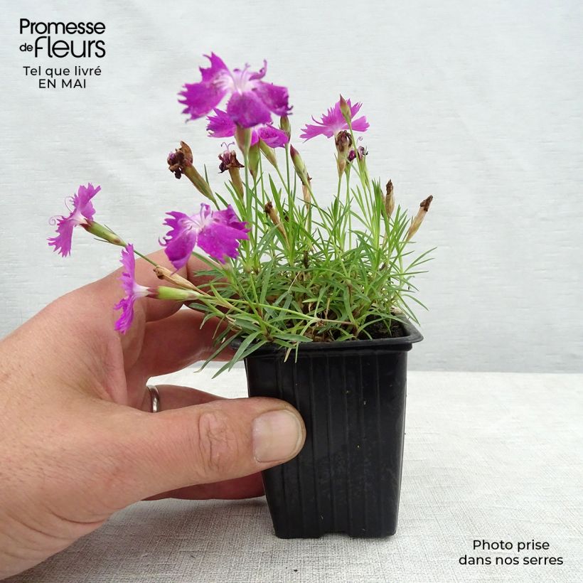 Dianthus gratianopolitanus Kahori - Garofano di Grenoble Vasetto da 7/8 cm esemplare consegnato in primavera