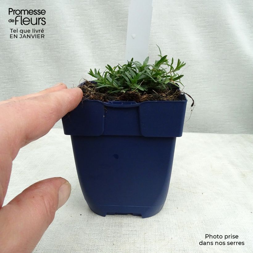 Dianthus gratianopolitanus Splendens - Garofano di Grenoble Vasetto da 8/9 cm esemplare consegnato in inverno