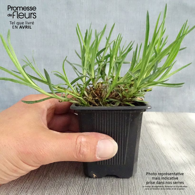 Dianthus knappii - Garofano di Knapp Vasetto da 8/9 cm esemplare consegnato in primavera