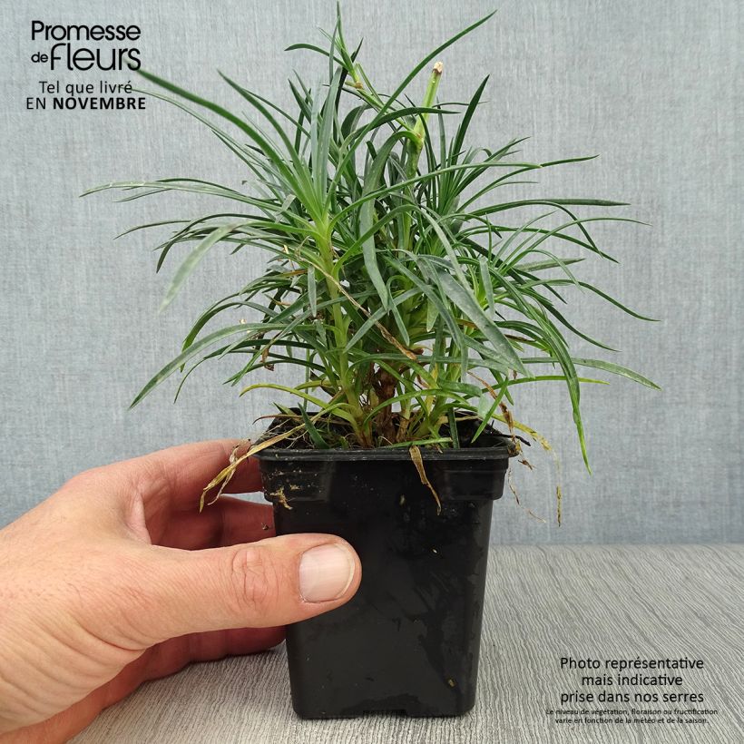 Esemplare di Dianthus plumarius Cranmere Pool - Garofano strisciante Vasetto da 7/8 cm come consegnato in autunno