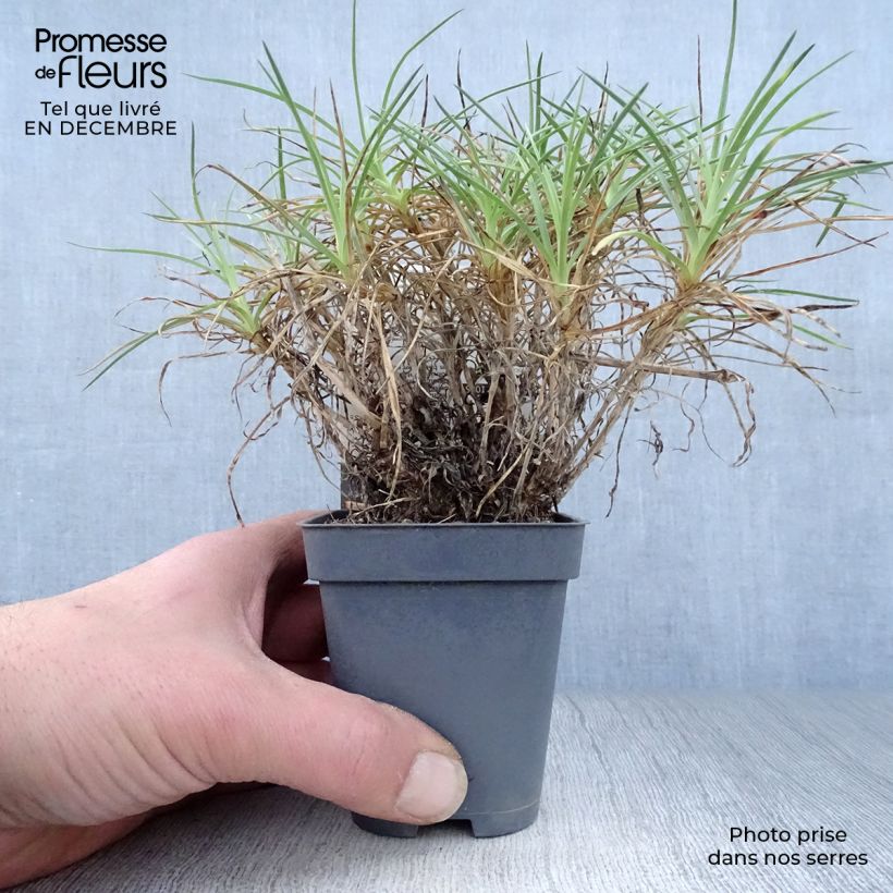 Dianthus plumarius Cranmere Pool - Garofano strisciante Vasetto da 7/8 cm esemplare consegnato in inverno