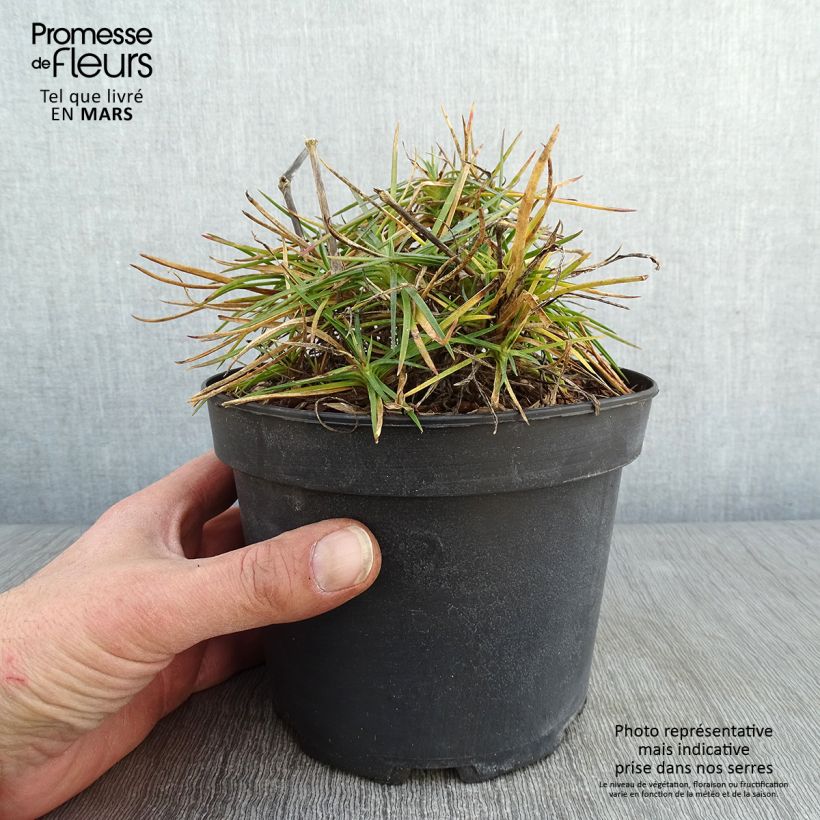Dianthus plumarius Cranmere Pool - Garofano strisciante Vaso da 2L/3L esemplare consegnato in inverno