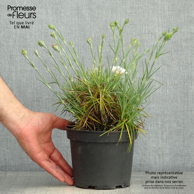Dianthus plumarius Cranmere Pool - Garofano strisciante Vaso da 2L/3L esemplare consegnato in primavera