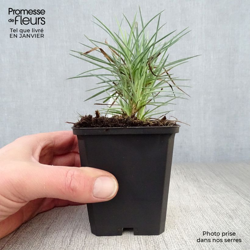 Dianthus plumarius David - Garofano strisciante Vasetto da 8/9 cm esemplare consegnato in inverno