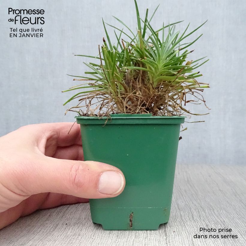 Dianthus plumarius Desmond - Garofano strisciante Vasetto da 8/9 cm esemplare consegnato in inverno