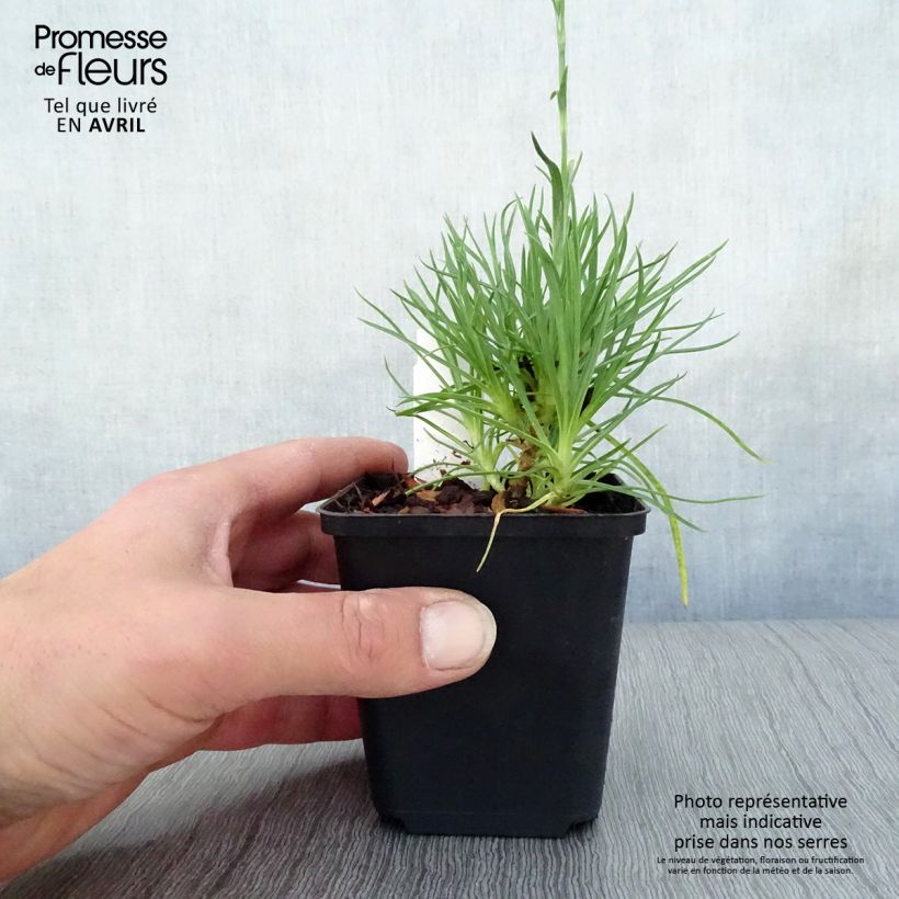 Dianthus plumarius Desmond - Garofano strisciante Vasetto da 8/9 cm esemplare consegnato in primavera