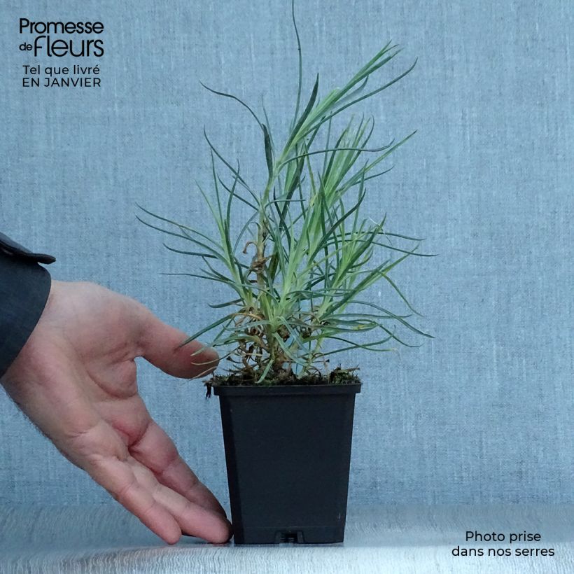 Dianthus plumarius Devon Cream - Garofano strisciante Vasetto da 8/9 cm esemplare consegnato in inverno