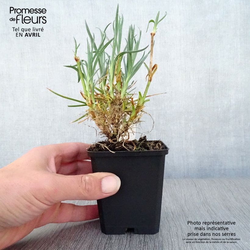 Dianthus plumarius Devon Cream - Garofano strisciante Vasetto da 8/9 cm esemplare consegnato in primavera