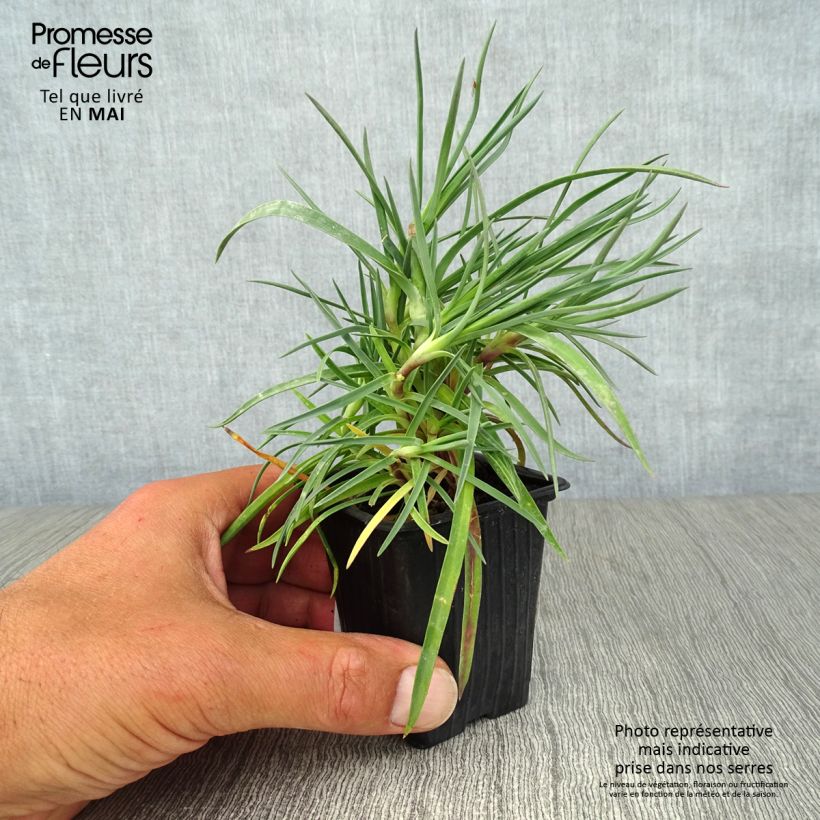 Dianthus plumarius Devon Dove - Garofano strisciante Vasetto da 7/8 cm esemplare consegnato in primavera