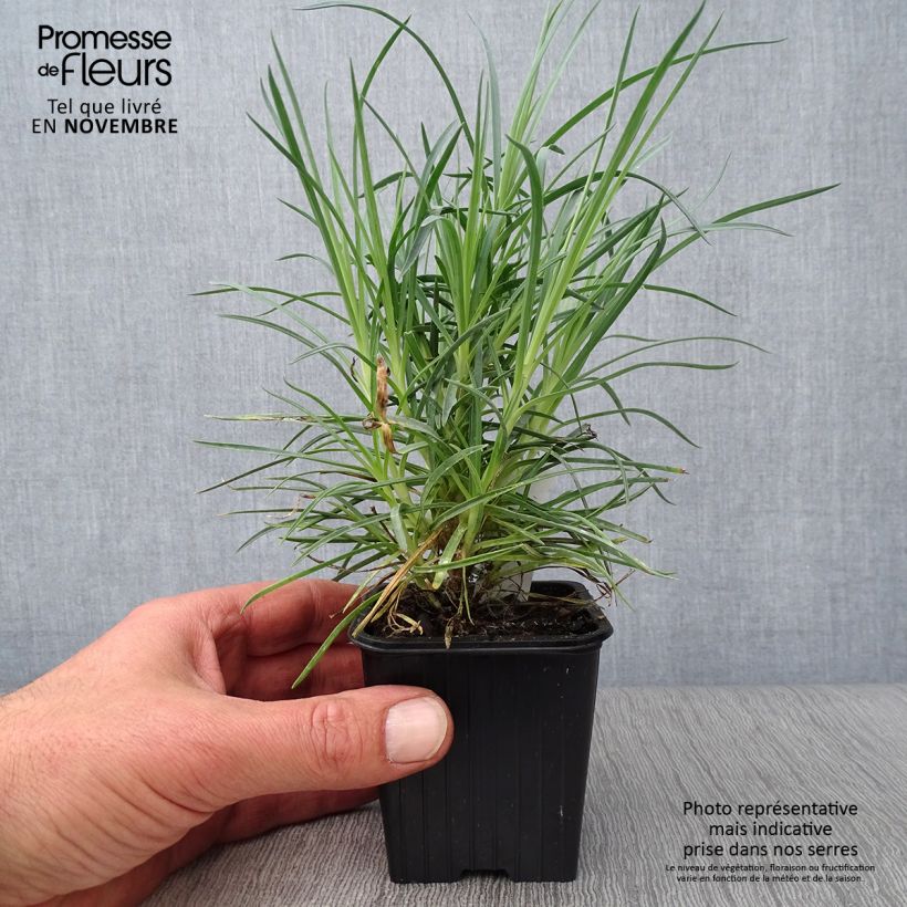 Esemplare di Dianthus plumarius Doris - Garofano strisciante Vasetto da 8/9 cm come consegnato in autunno