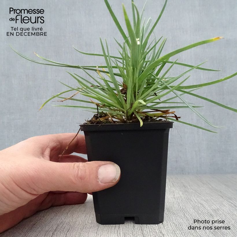 Dianthus plumarius Doris - Garofano strisciante Vasetto da 8/9 cm esemplare consegnato in inverno