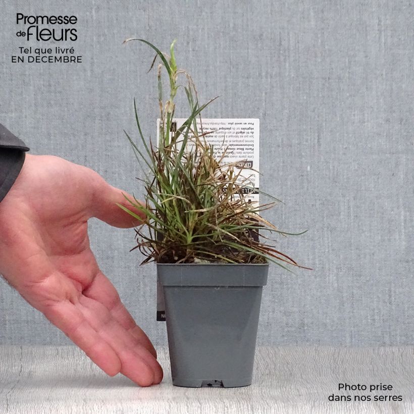 Dianthus plumarius Gran's Favourite - Garofano strisciante Vasetto da 8/9 cm esemplare consegnato in inverno